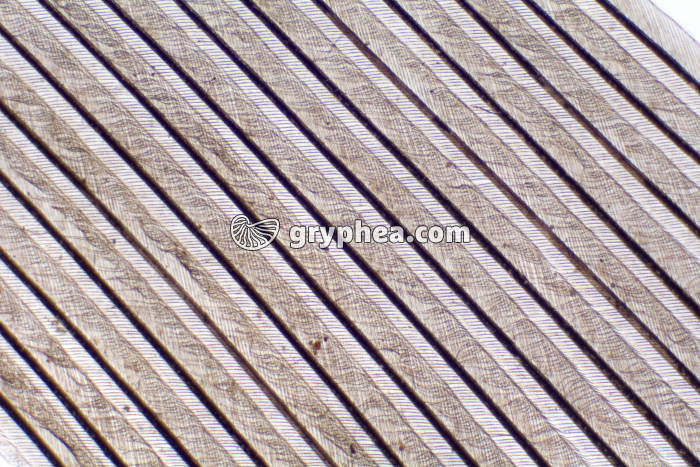 Plume détail des barbules x10 - gryphea.org